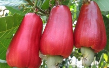 Thuốc diệt muỗi từ đào lộn hột (quả điều)